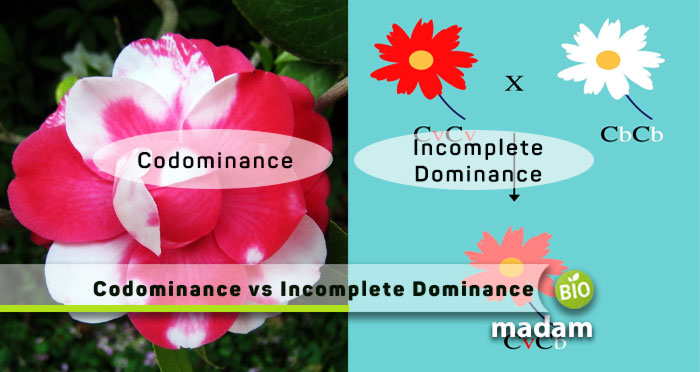 Codominance-and-Incomplete-Dominance