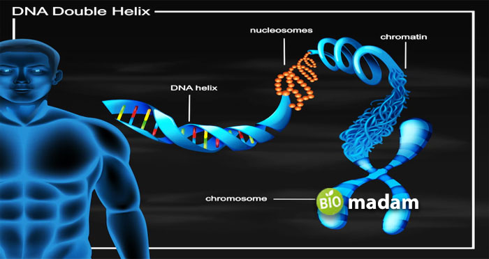 DNA-Double-Helix-Diagram