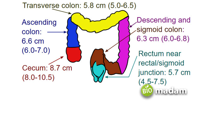 Diameters-of-large-intestine