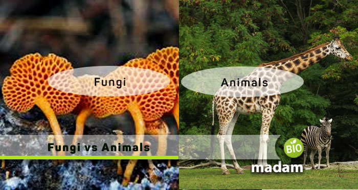 Difference Between Fungi and Animals - biomadam