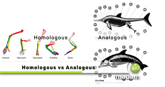 Homologous-and-Analogous