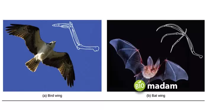 Homologous