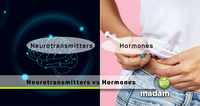 Neurotransmitters-And-Hormones