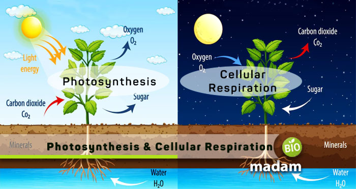 Difference Between Photosynthesis and Cellular Respiration - biomadam
