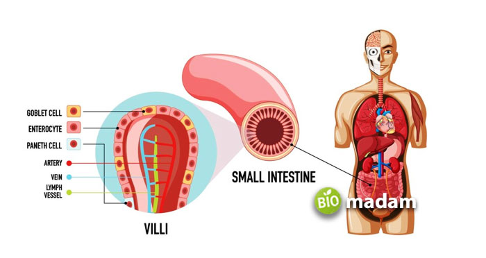 Small-Intestine-and-digestion-cells