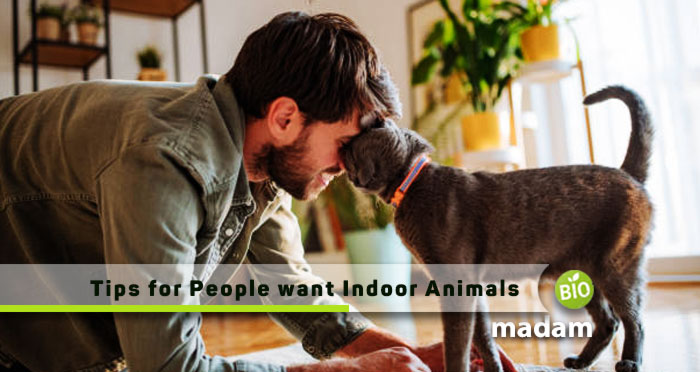 Tips-for-People-want-Indoor-Animals