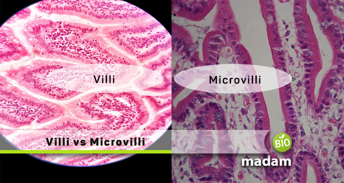Villi-and-Microvilli
