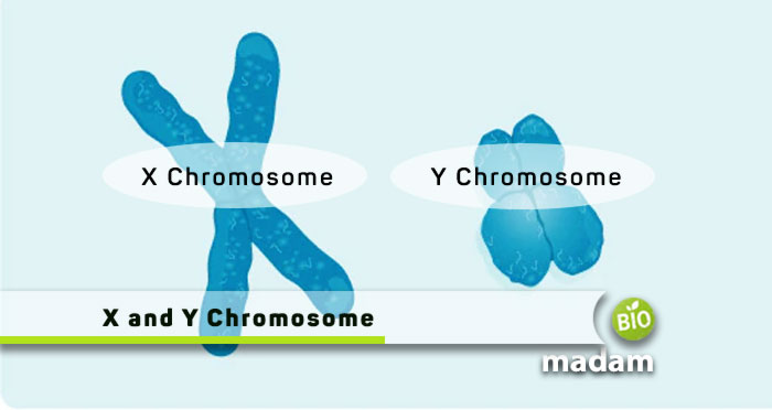 X-And-Y-Chromosome