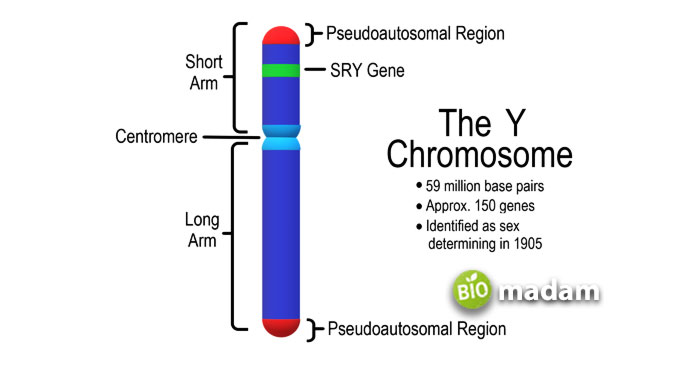Y-Chromosome