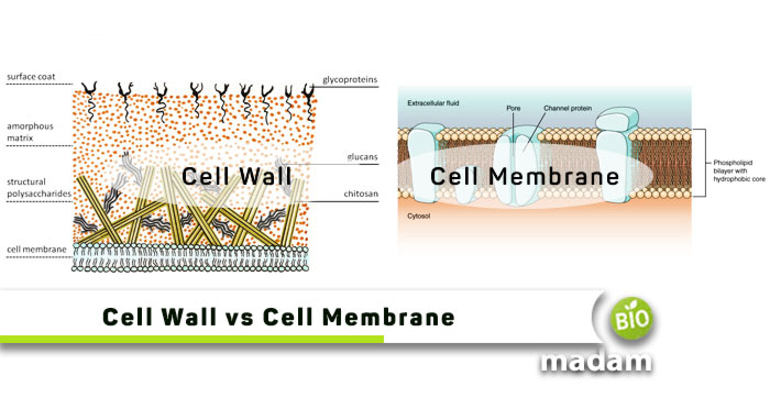 Cell-Wall-and-Cell-Membrane