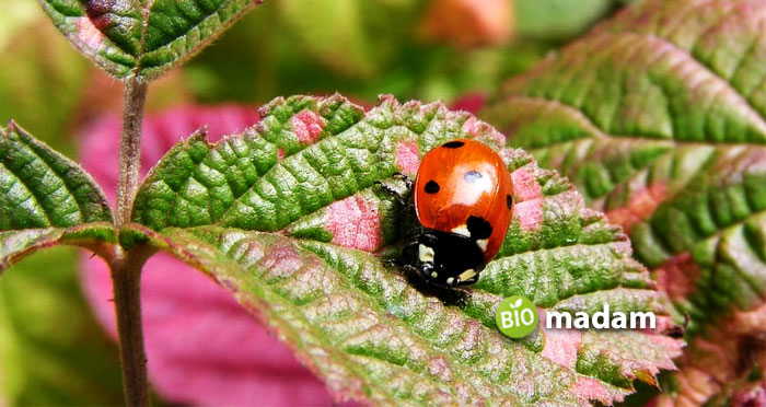 Ladybug-as-Invertebrates
