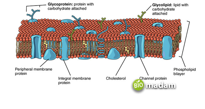 Lipid-Bilayer-with-various-components