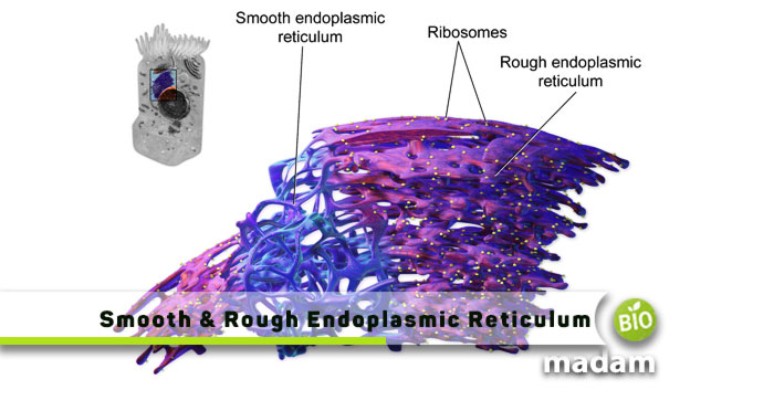 Smooth-And-Rough-Endoplasmic-Reticulum