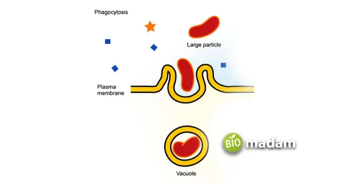 Phagocytosis