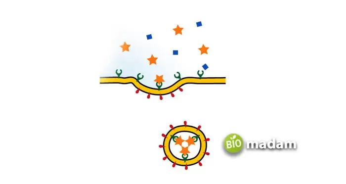 Pinocytosis