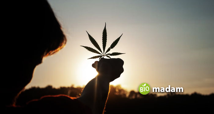 A-person-holding-a-cannabis-leaf