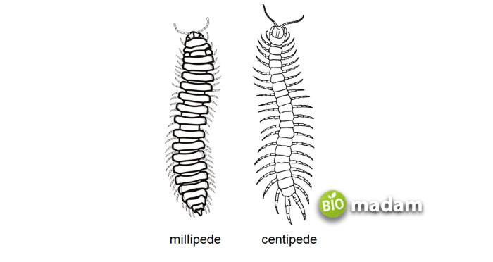 Centipede-and-Millipede