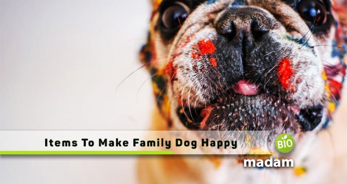 Items-to-make-Family-Dog-Happy