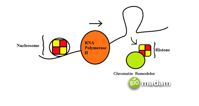RNA-polymerase