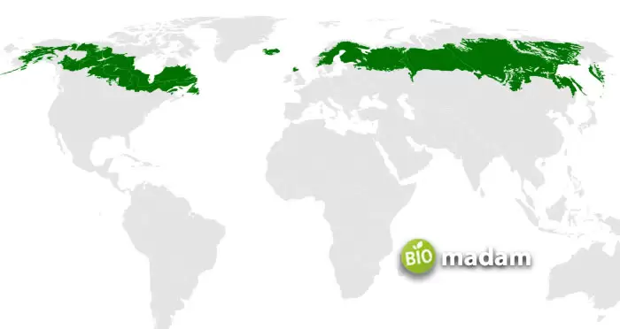 Taiga-and-Boreal-forest-biome