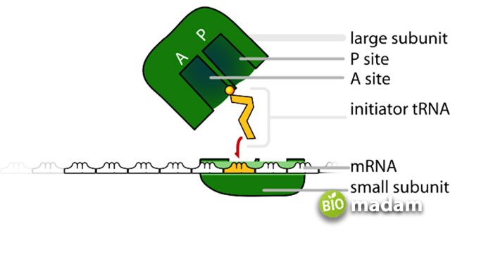 binding-sites-of-ribosome