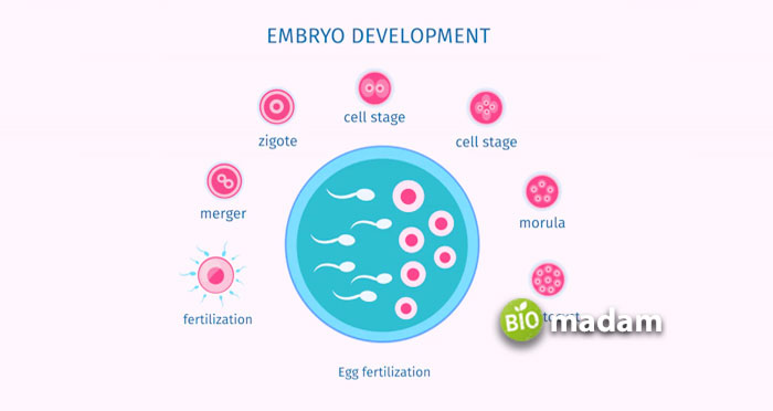 egg-fertilization