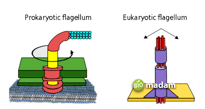 eukaryotic-&-prokaryotic-flagellum