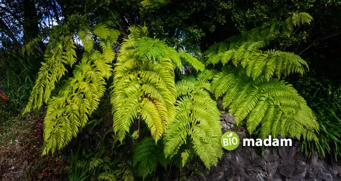 fern vascular plant