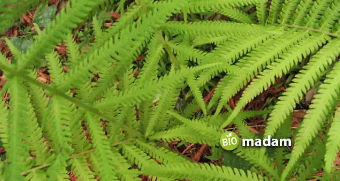 ferns