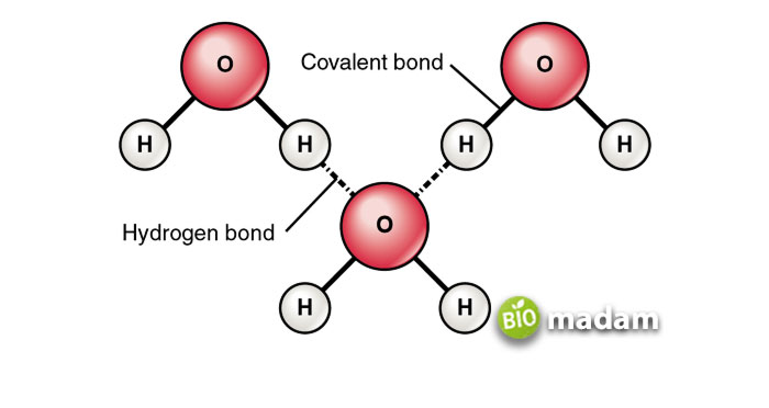 hydrogen-bonding-between-water-molecules