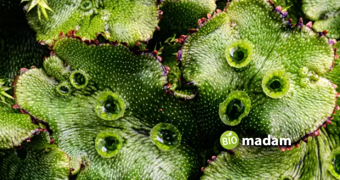 liverwort