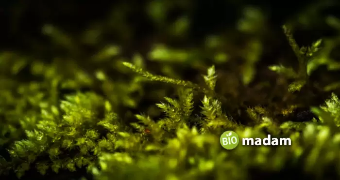 moss-non-vascular-plant