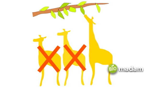 natural-selection-of-giraffe