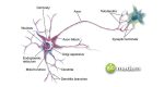 Difference Between Sensory and Motor Neurons - biomadam