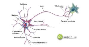 Difference Between Sensory and Motor Neurons - biomadam