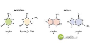 Difference Between DNA and Chromosomes - biomadam