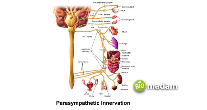 parasympathetic-innervation