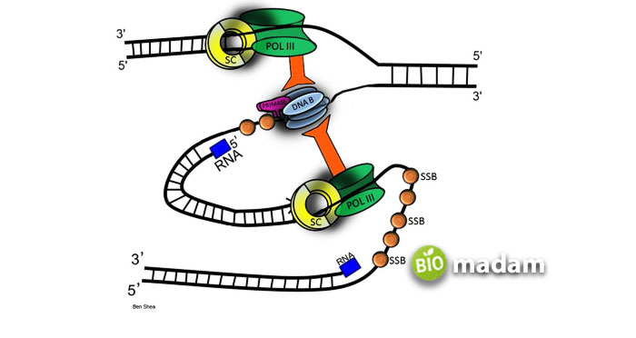 How the DNA replication different in Prokaryotes and Eukaryotes - biomadam