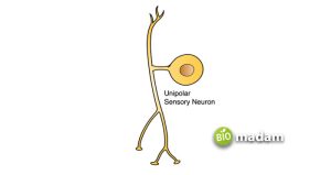 Difference Between Sensory and Motor Neurons - biomadam