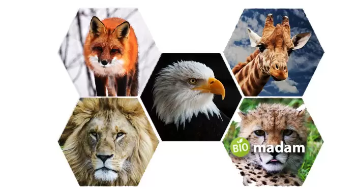 wildlife-animals