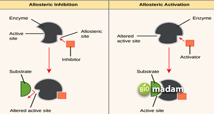 Allosteric-Activation-Inhibition 