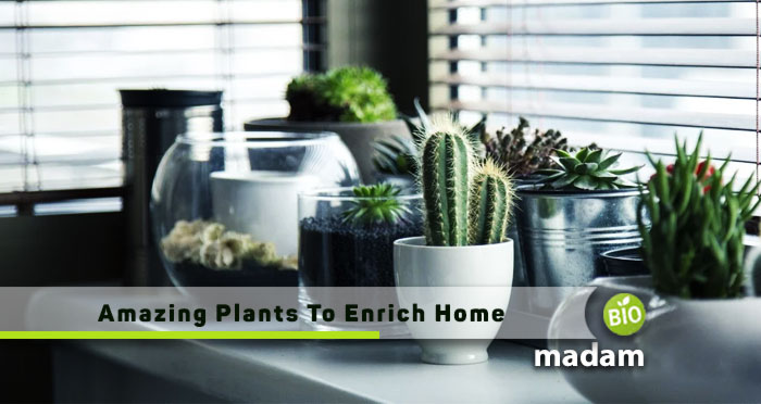 Amazing-Plants-to-Enrich-Home