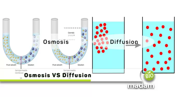 Osmosis-VS-Diffusion