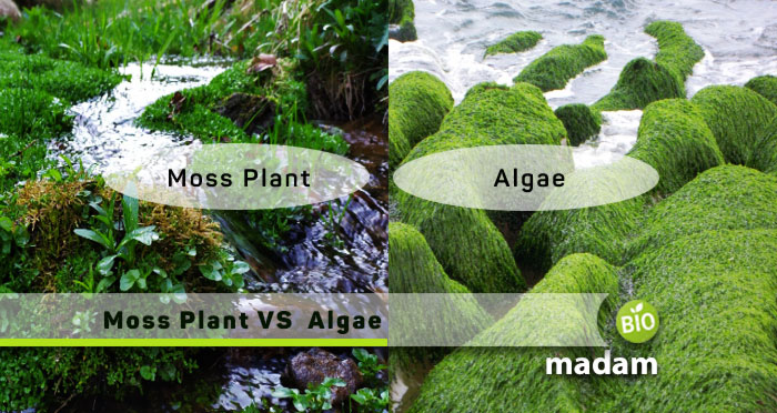 moss-vs-algae