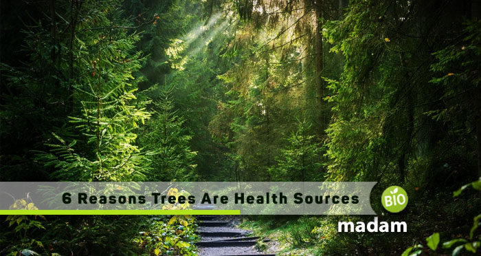 6-Reasons-Trees-Are-Health-Sources