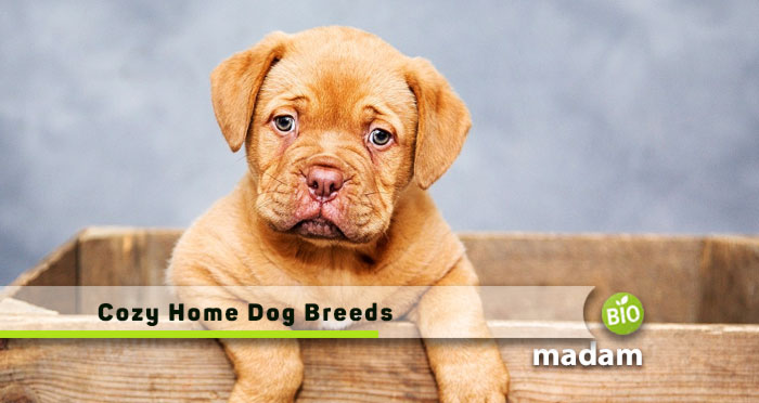 Cozy-Home-Dog-Breeds