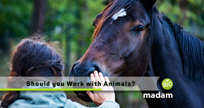Should-you-work-with-Animals