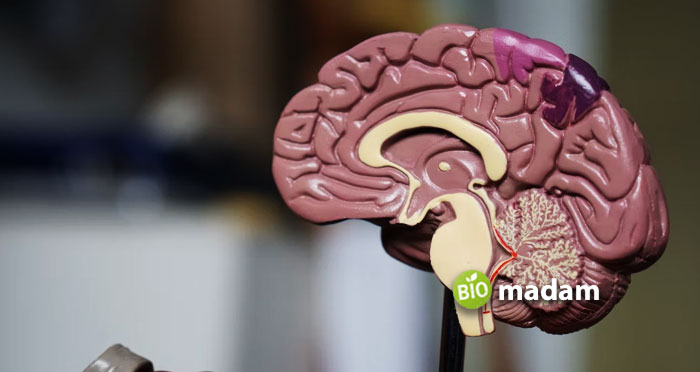 artificial-model-of-human-brain