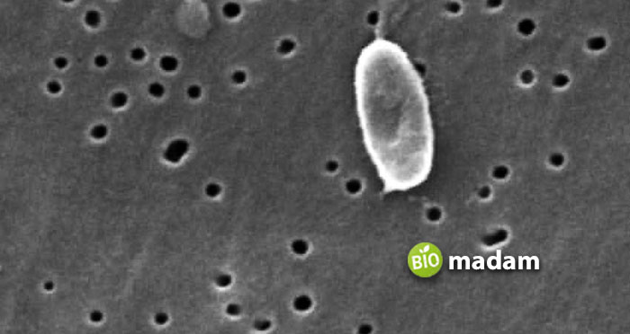 gram-negative-bacteria