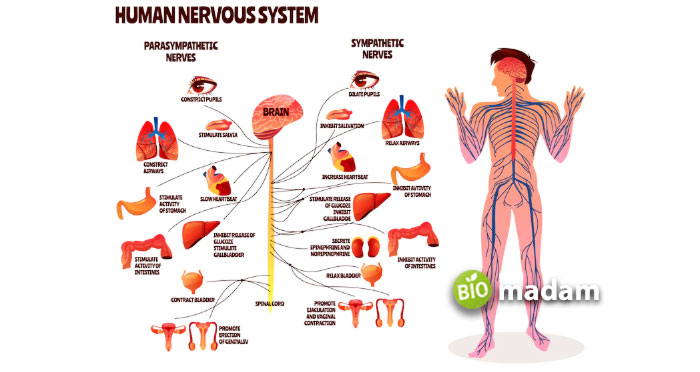 Autonomic-Nervous-System